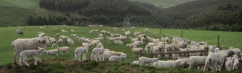Sheep on Hill Crop