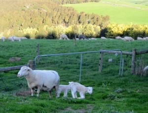 First lambs born 1st August 2013